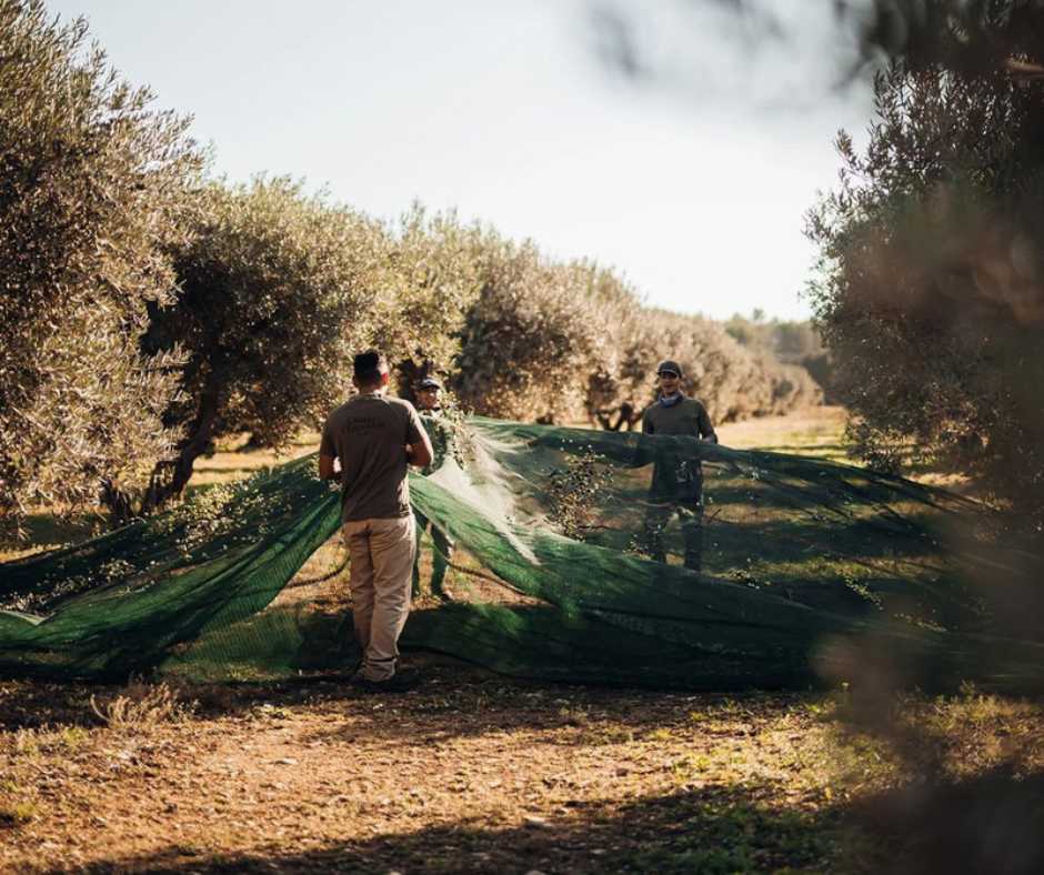 men harvesting olives