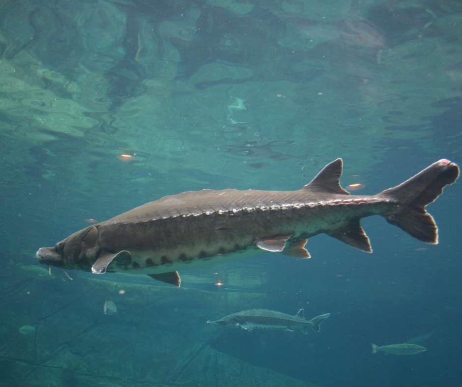 Caviar 101 - Caviar Education About The Farmed White Sturgeon